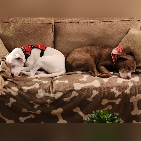 Meet your Posher, Posh - Picture 2 of 3